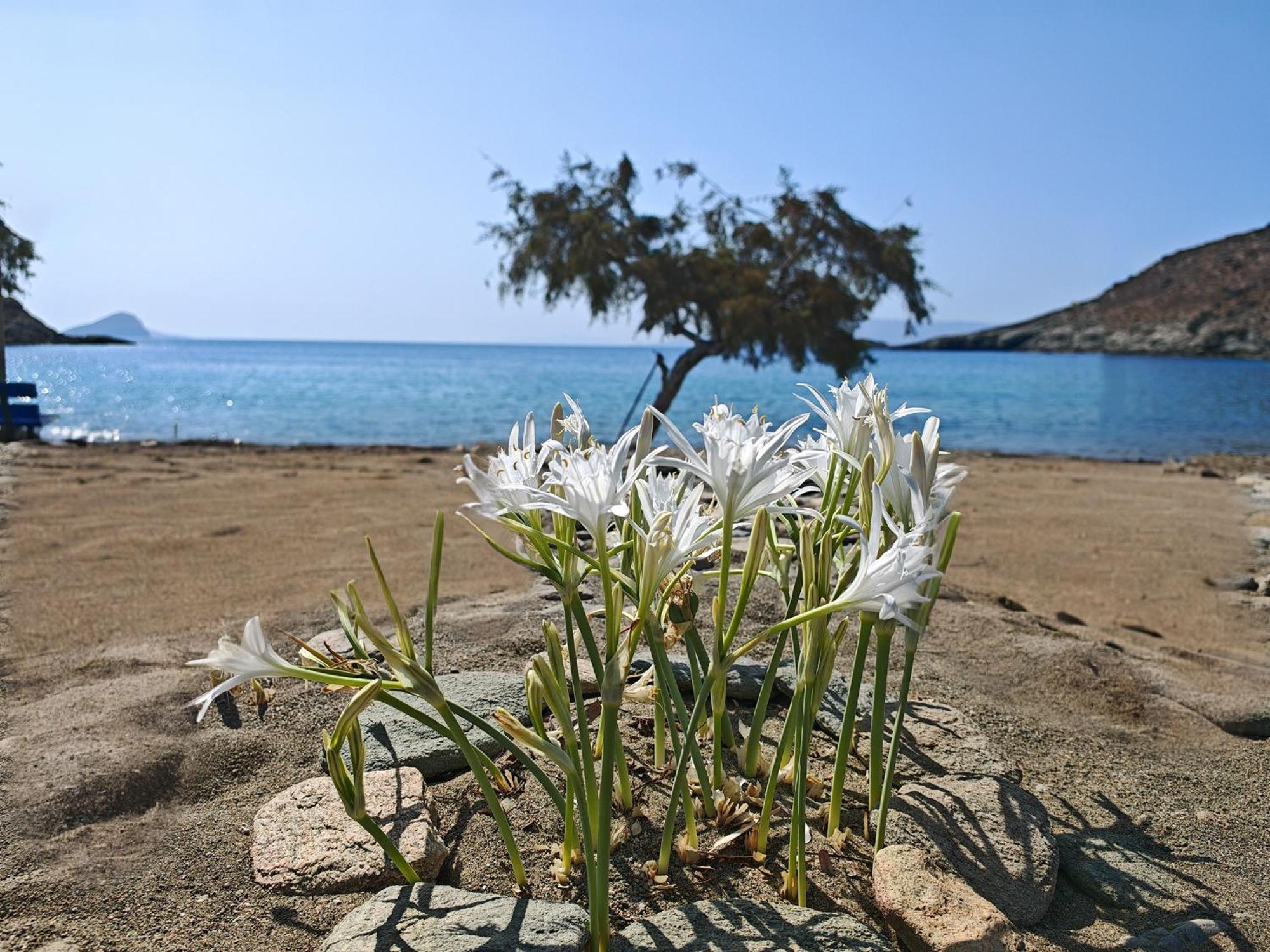 Diana'S Luxury Suites Kíthnos Eksteriør billede